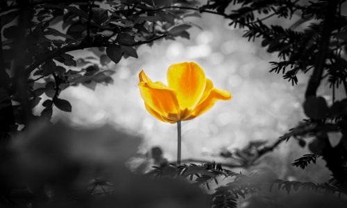 MOQ Grief Care Support Group